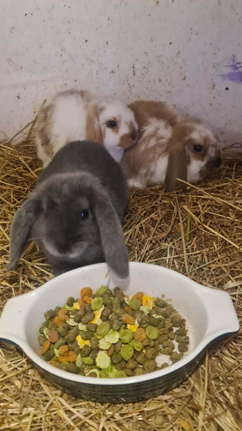 Lovely mini lops