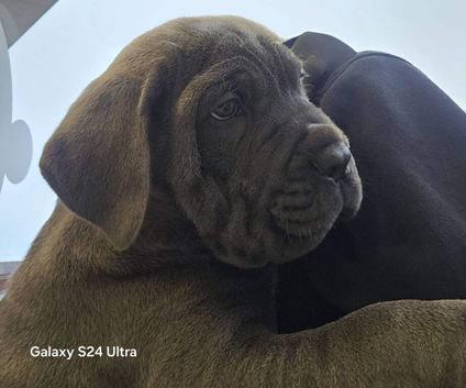 Cane corso puppies