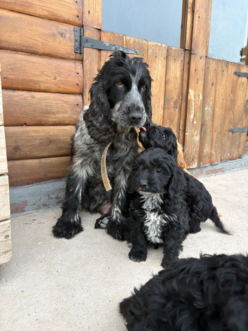 Cockapoo puppies for sale