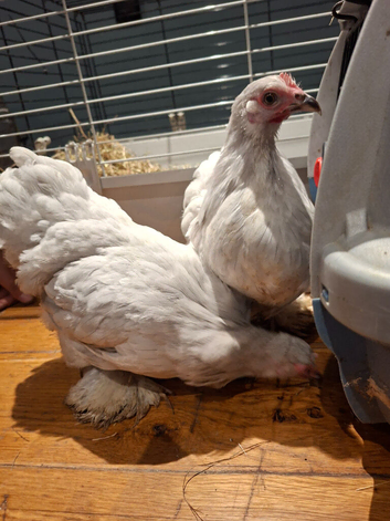 Lavender pekings