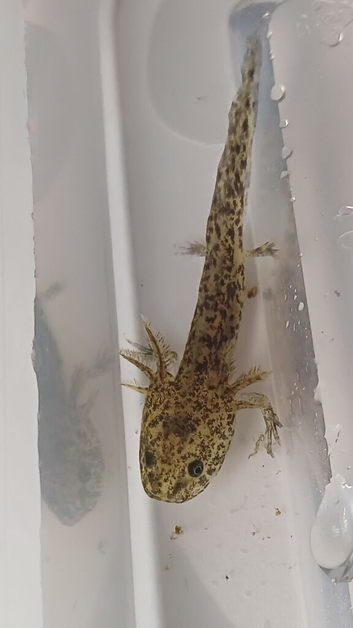 Baby Axolotl
