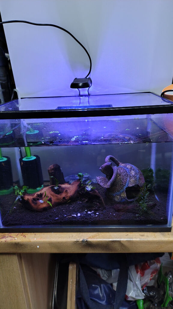 Shrimp tank full setup