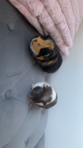 2 male guinea pigs and full set up