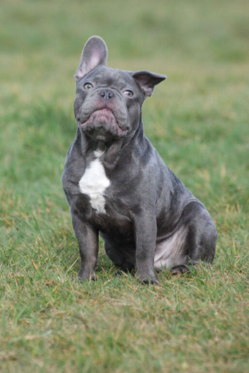 Stitch - male French bulldog