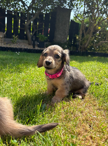 *Ready this week *Beautiful Long-Haired Miniature Dachshund Puppies
