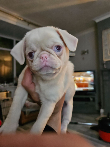 Beautiful Pink Pug puppies for sale