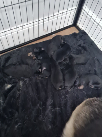 German shepherd puppies