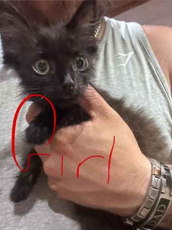 Kittens for sale