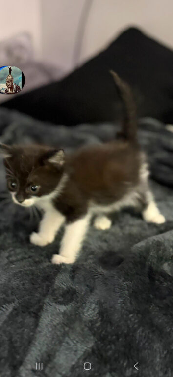 Kittens