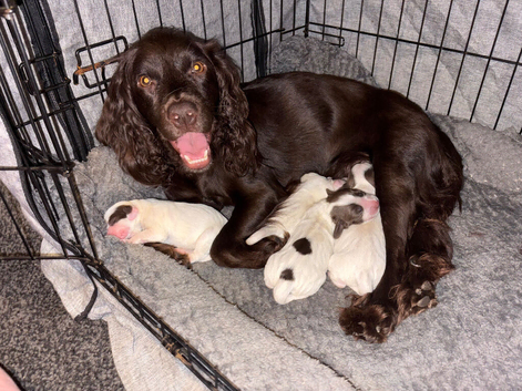 3 cocker spaniel puppies for sale