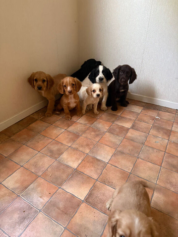 Adorable cocker spaniel puppies for sale
