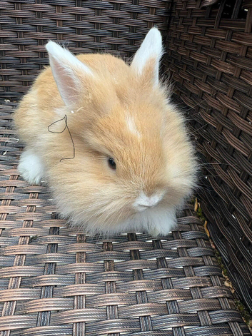 Lionhead babies