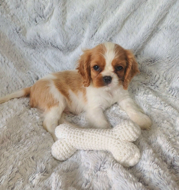 Beautiful cavalier puppies