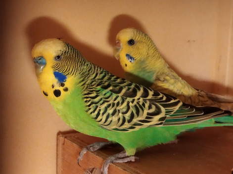Stunning breeding pairs of budgies