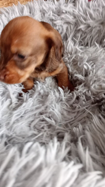 READY NOW Kc Miniature wire haired dachshund pups