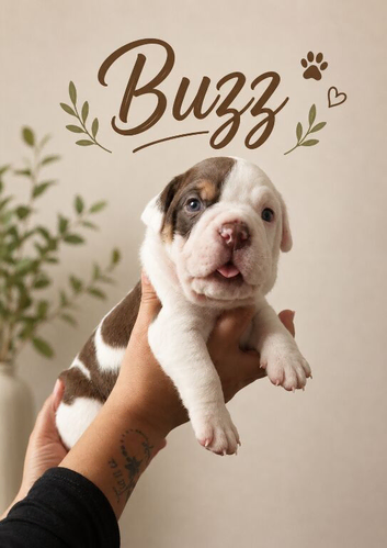️Beautiful olde English bulldogs️