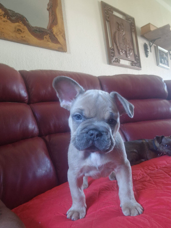 2 male french bulldog