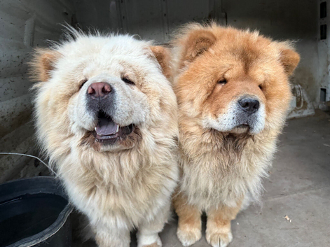 3 breeding females 1 Male chow must leave together no offers