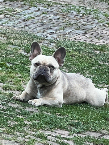 For Sale