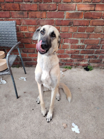 German shepherd/ anotolion shepherd