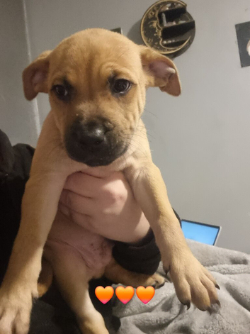 Re advertising due to owner pulling out