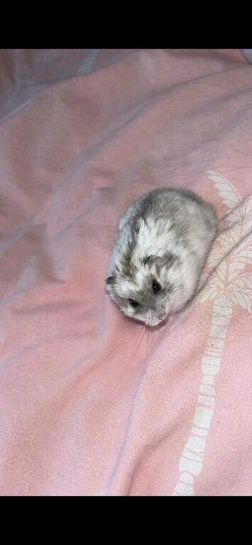 Russian dwarf hamster