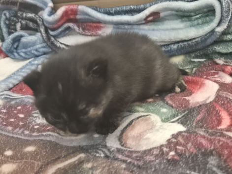 2 kittens looking for a home