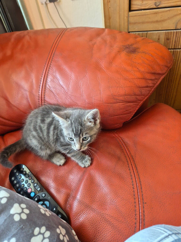 Kitten