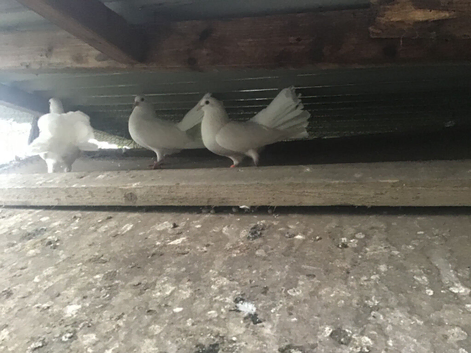 White Fantail pigeons