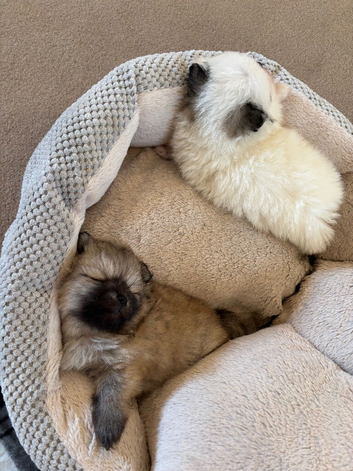Teddy bear face puppy Pomeranian