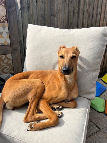 Whippet Mix