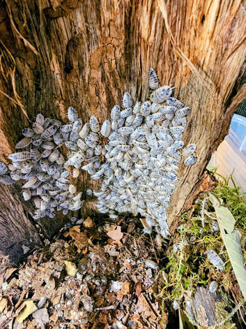 Isopod collection