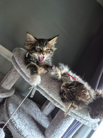 Maine coon kittens