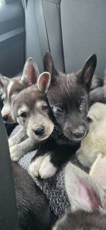 Shepsky puppies
