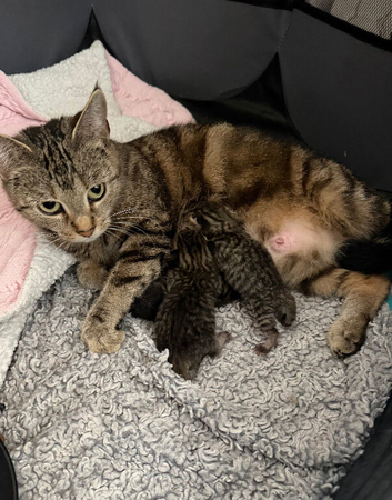 Tabby kittens