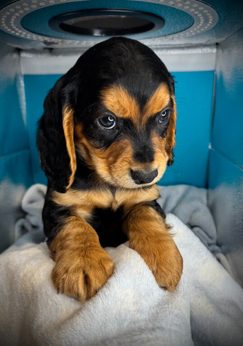 KC cocker spaniel puppies READY NOW
