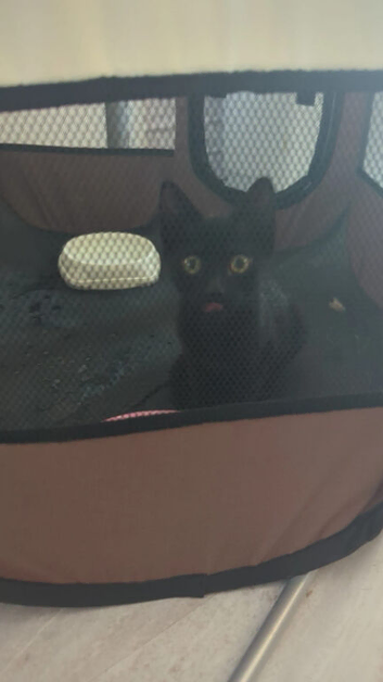 2-3 month old Kitten