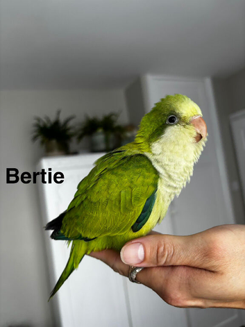 LAST 2 hand reared Quaker babies left