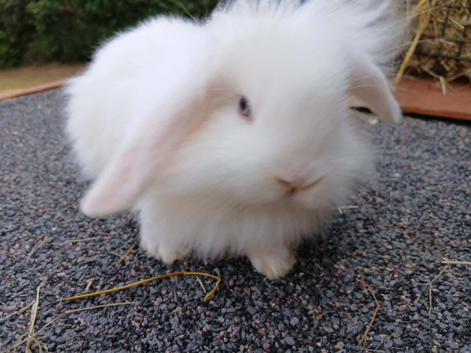 1 white fluffy bunny for sale Lionhead x Mini lops