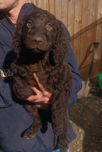 irish water spaniel pups