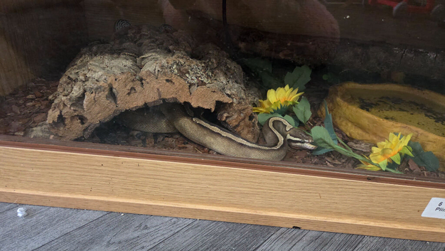 Beautiful mojave yellow belly