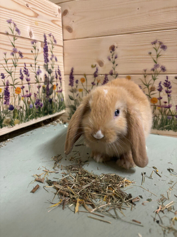Mini Lop Bunnies
