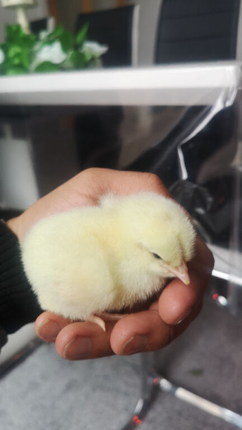 Red laying hen chicks