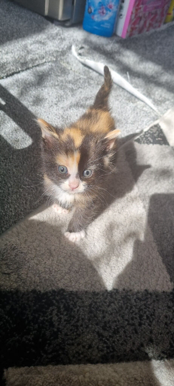 7 beautiful kittens need rehoming