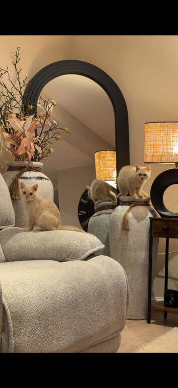4 Months Young Adorable Scottish Fold Kittens
