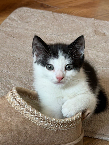Gorgeous Fluffy Kittens Looking for Their Forever Homes!