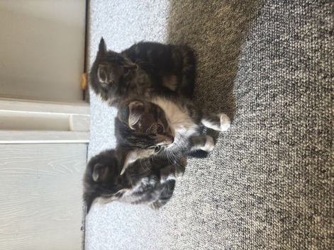 3 beautiful kittens ready for their forever homes