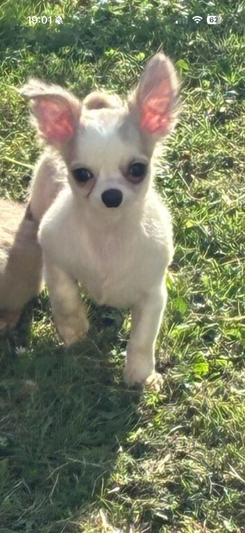 Chihuahua boys