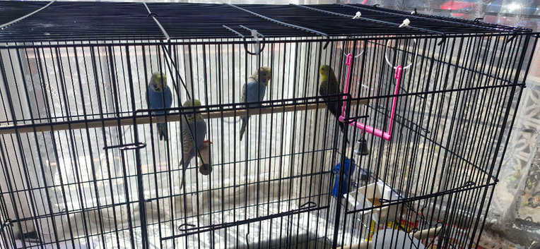 4 budgies for and cage