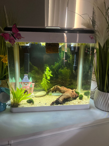 Fish tank+bata fish+pleco+accessories